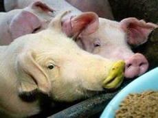 на тайване ученые вырастили трех светящихся зеленых свиней