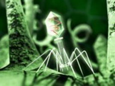 асимметричный ответ: бактериофаги на замену антибиотикам