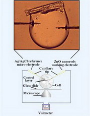 внутриклеточный сенсор на основе наностержней zno