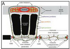 наноструктура миелиновых нервных волокон: функция и патологии