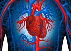 магнитные стволовые клетки для лечения сердца