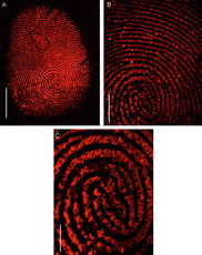 нанотехнологии повышают точность методов проявления скрытых отпечатков пальцев